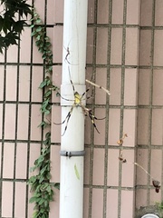 Trichonephila clavata