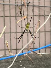 Trichonephila clavata