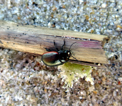 Chrysolina marginata