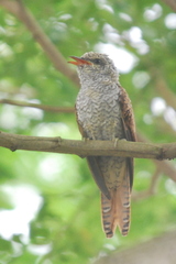 Cacomantis sonneratii