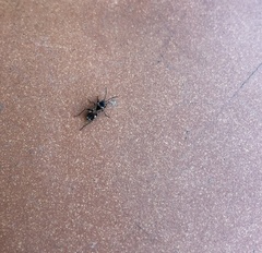 Rhyparochromus vulgaris