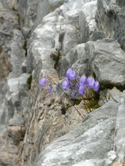 Campanula cespitosa