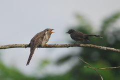 Cacomantis variolosus sepulcralis