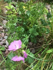 Malva moschata