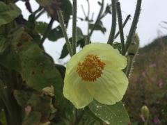 Meconopsis regia