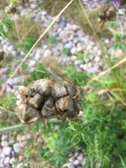 Malva moschata