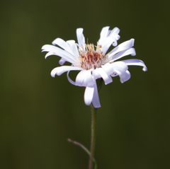 Symphyotrichum boreale
