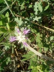 Centaurea sphaerocephala