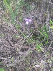Moraea algoensis