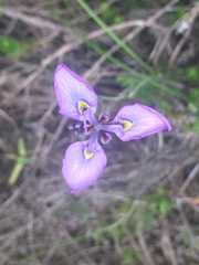 Moraea algoensis