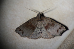 Lithilaria proestans