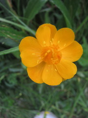 Trollius chinensis