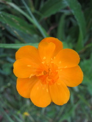 Trollius chinensis