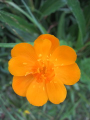 Trollius chinensis