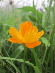 Trollius chinensis