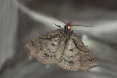 Lithilaria proestans