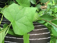 Menispermum dauricum