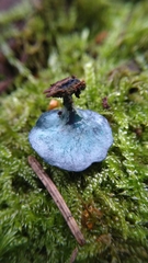 Chlorociboria aeruginascens