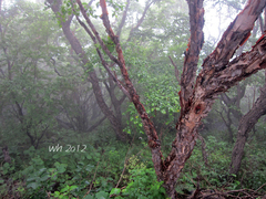 Betula utilis albosinensis