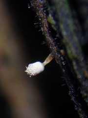 Arcyria riparia