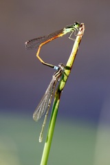 Ischnura aurora
