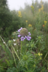 Scabiosa comosa
