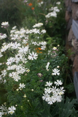 Thalictrum petaloideum