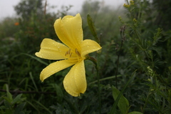 Hemerocallis citrina