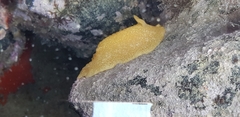 Dendrodoris citrina