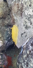 Dendrodoris citrina