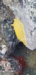 Dendrodoris citrina