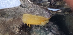 Dendrodoris citrina