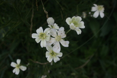 Clematis hexapetala