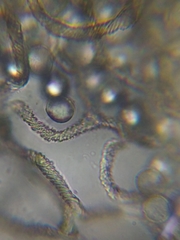 Arcyria riparia