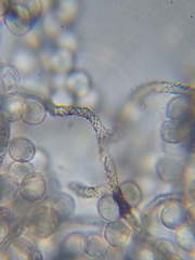 Arcyria riparia