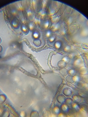 Arcyria riparia