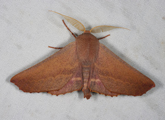 Monoctenia smerintharia