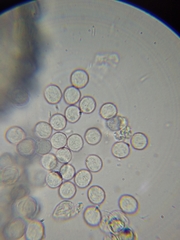 Arcyria riparia