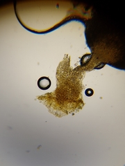 Arcyria riparia