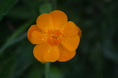 Trollius chinensis