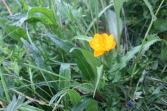 Trollius chinensis