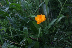 Trollius chinensis