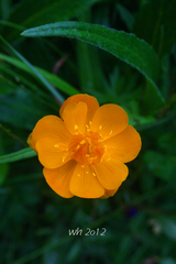 Trollius chinensis