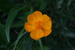 Trollius chinensis