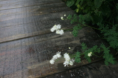 Thalictrum petaloideum
