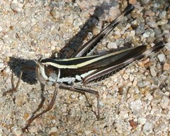 Macrotona picta