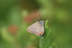 Satyrium prunoides