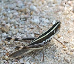Macrotona picta