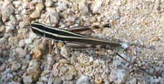 Macrotona picta