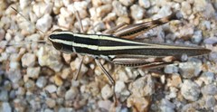 Macrotona picta